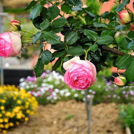 San Biagio della CimaLe Rose别墅 外观 照片