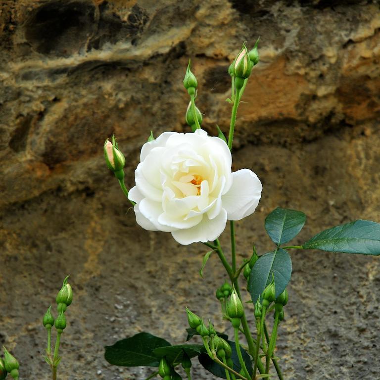 San Biagio della CimaLe Rose别墅 外观 照片